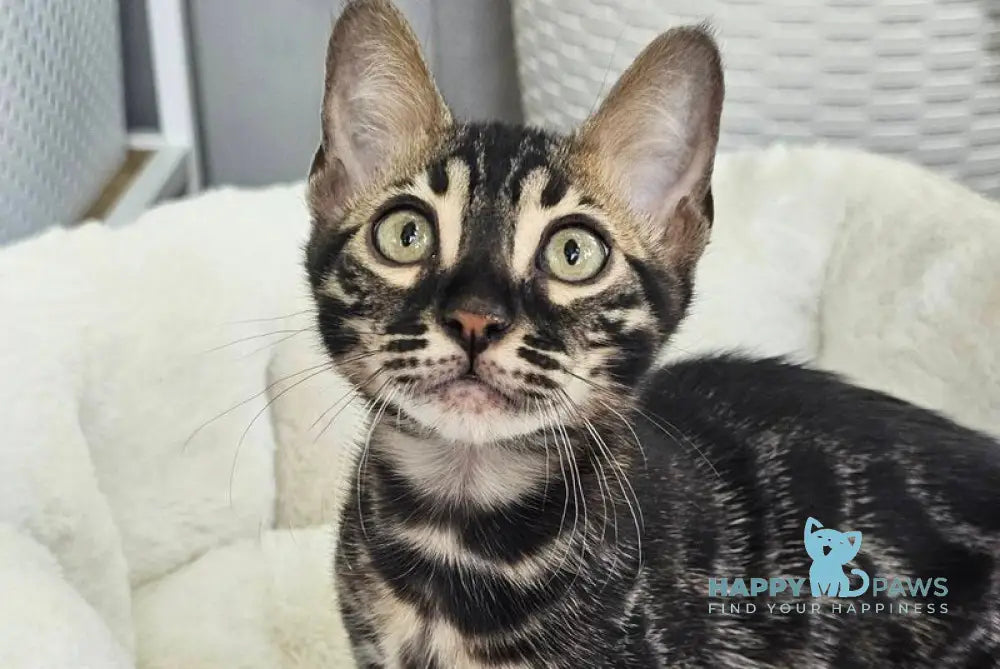 Black Velvet Bengal male black spotted tabby - live animals
