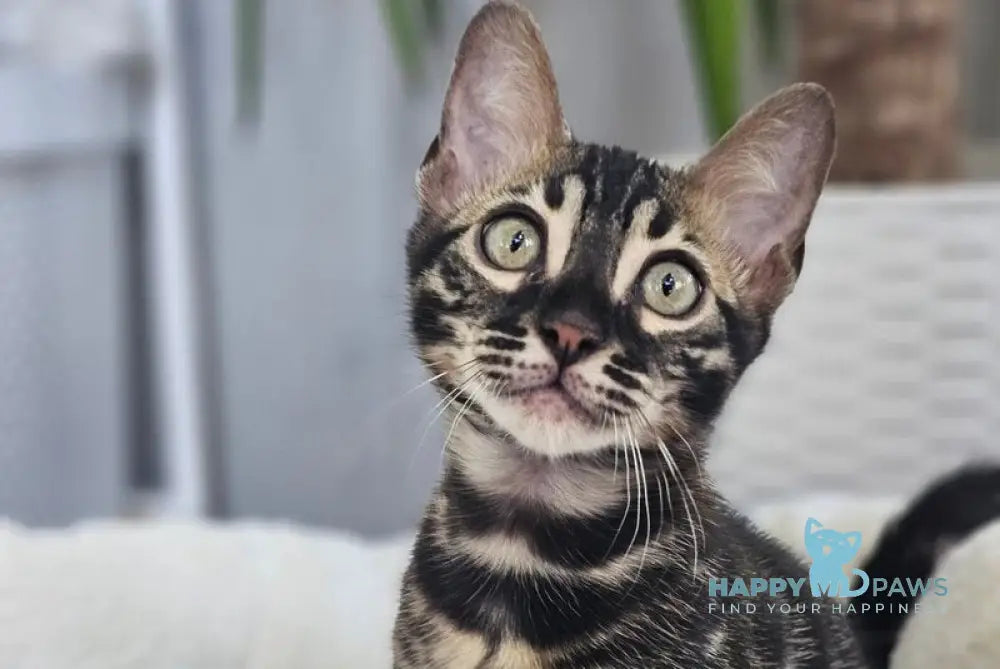 Black Velvet Bengal male black spotted tabby - live animals