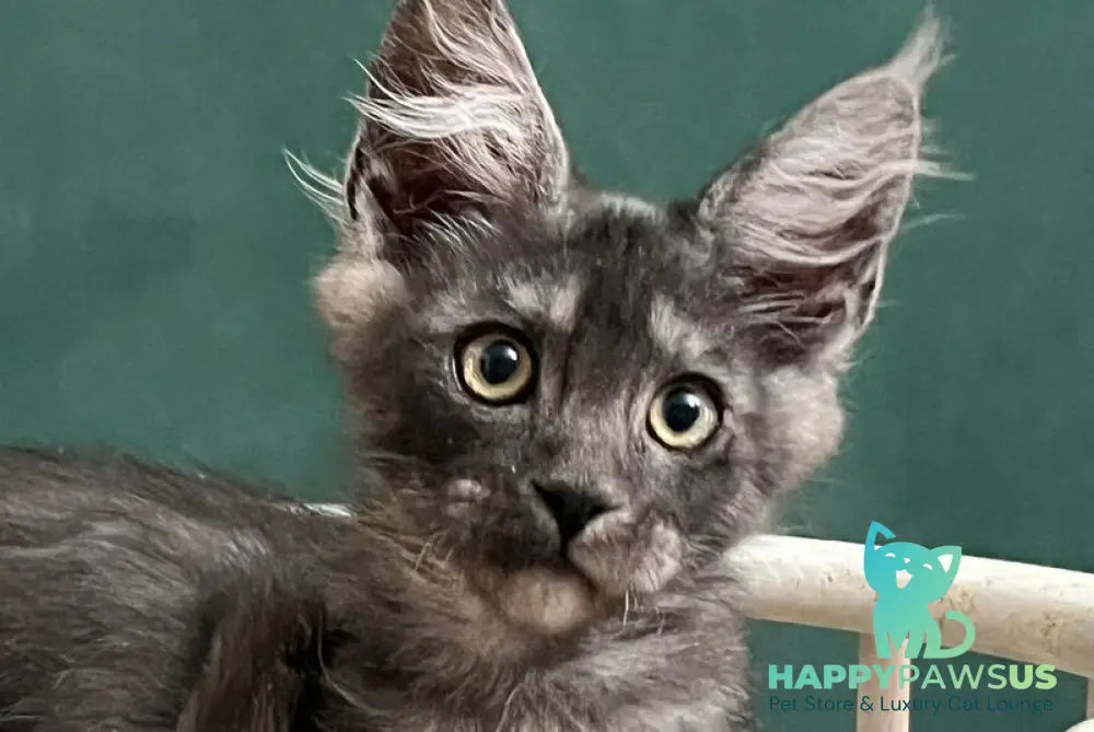 Blackwood Maine Coon male black silver live animals