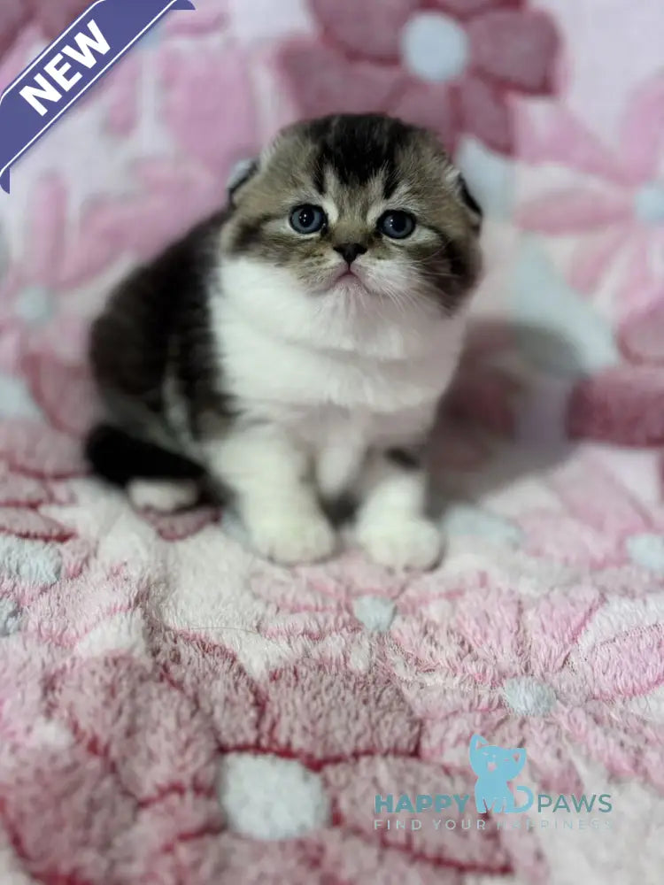 Blacky Scottish Fold male black ticked tabby bicolour live animals