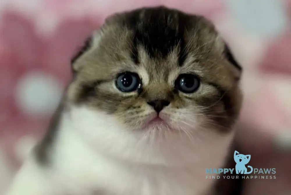 Blacky Scottish Fold male black ticked tabby bicolour live animals