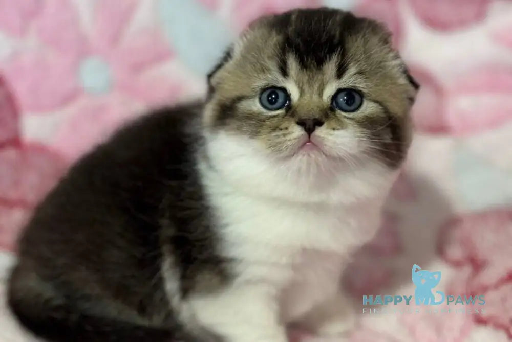 Blacky Scottish Fold male black ticked tabby bicolour live animals