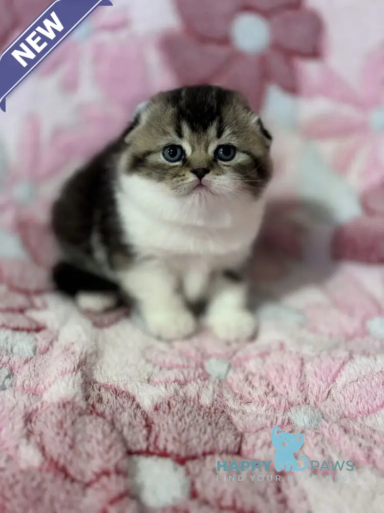Blacky Scottish Fold male black ticked tabby bicolour live animals