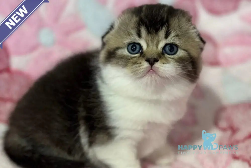 Blacky Scottish Fold male black ticked tabby bicolour live animals