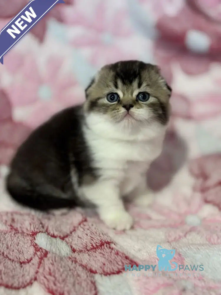 Blacky Scottish Fold male black ticked tabby bicolour live animals