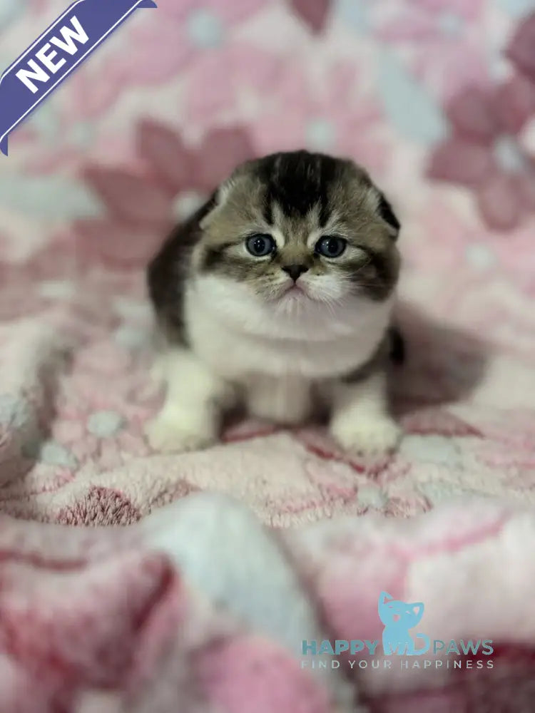 Blacky Scottish Fold male black ticked tabby bicolour live animals