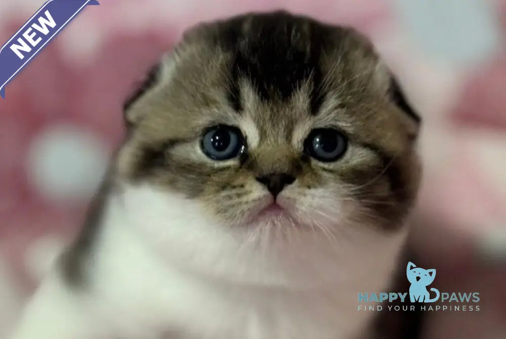 Blacky Scottish Fold male black ticked tabby bicolour live animals