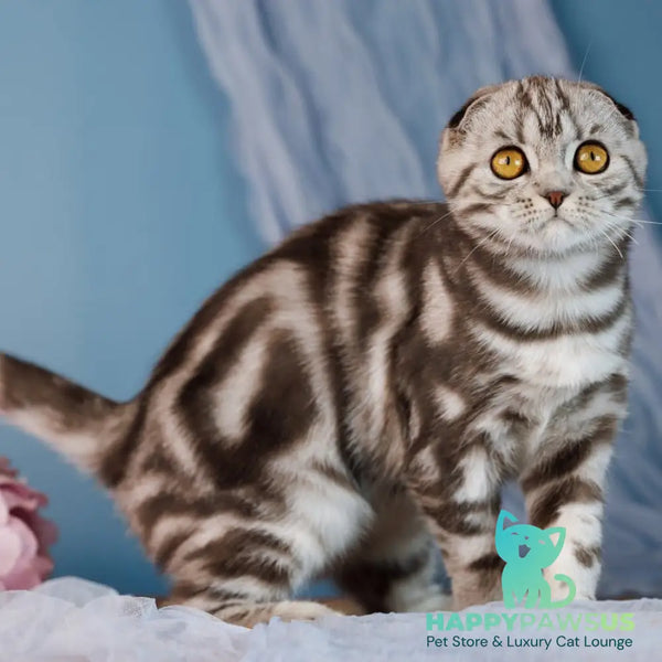Blair Scottish Fold female black silver tabby - live animals