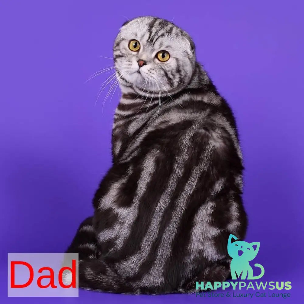 Blair Scottish Fold male black silver tabby - live animals