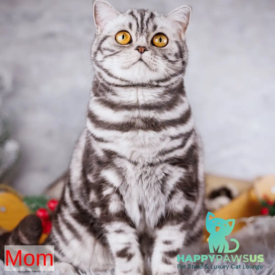 Blair Scottish Fold male black silver tabby - live animals