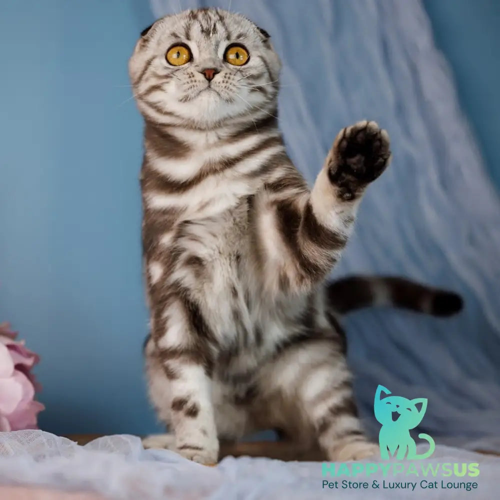 Blair Scottish Fold male black silver tabby - live animals