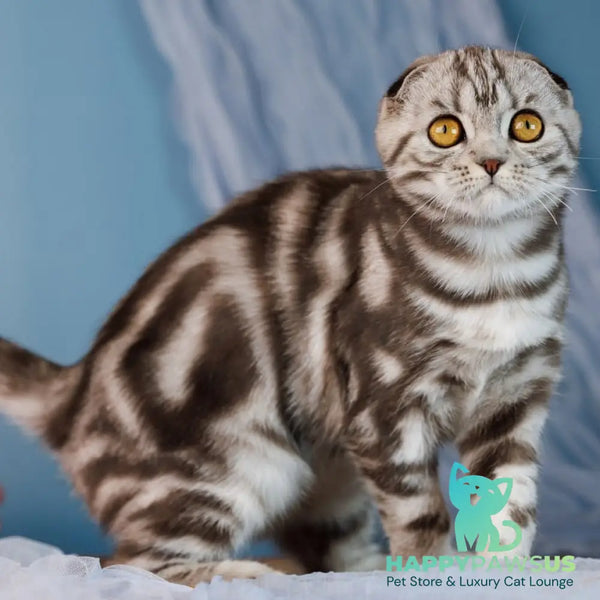 Blair Scottish Fold male black silver tabby - live animals