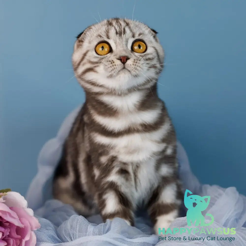 Blair Scottish Fold male black silver tabby - live animals