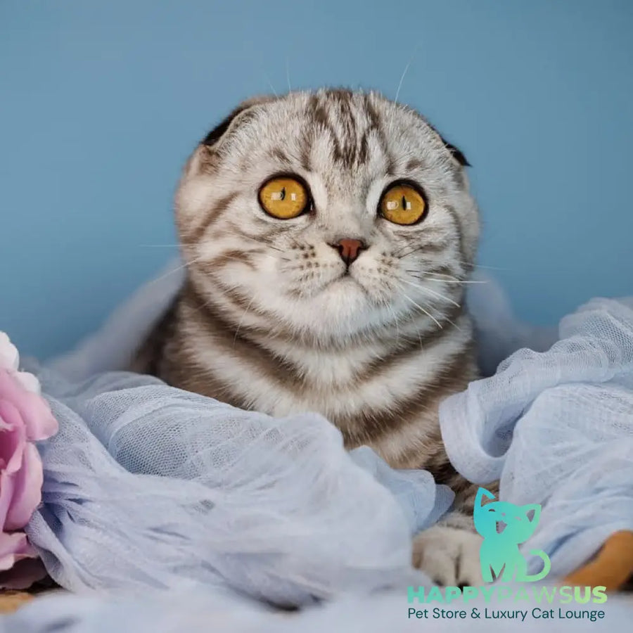 Blair Scottish Fold male black silver tabby - live animals
