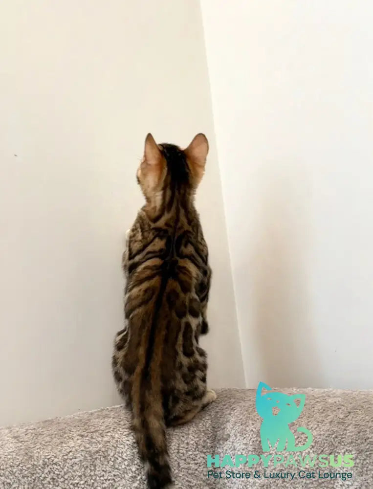 Blake Bengal male black spotted tabby - live animals
