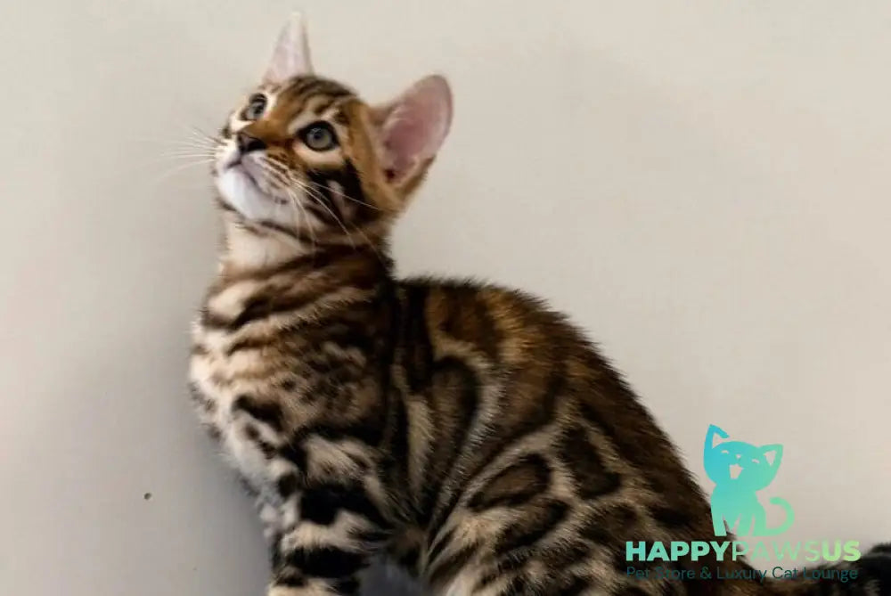 Blake Bengal male black spotted tabby - live animals