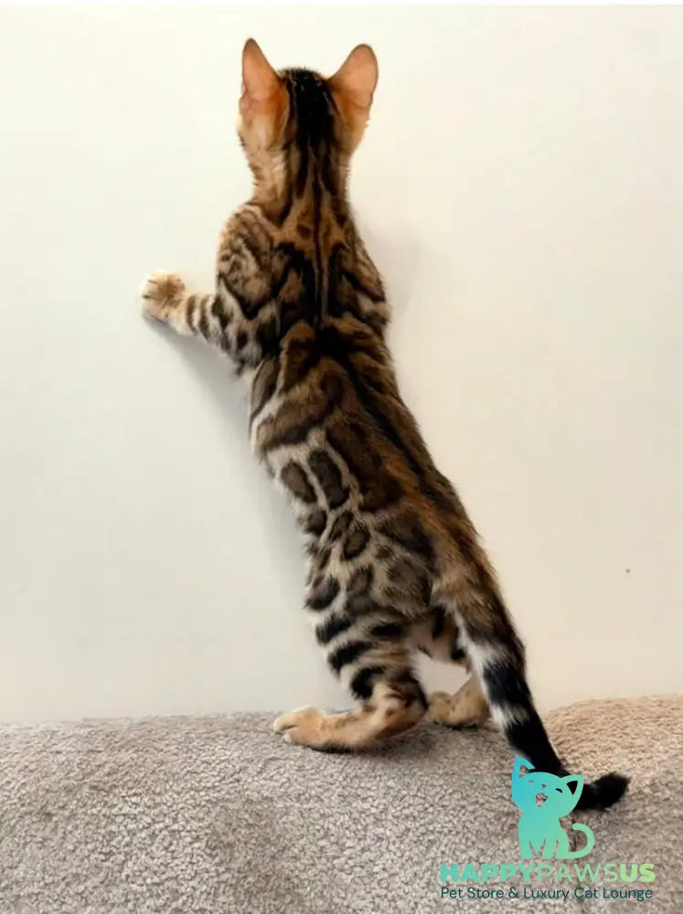 Blake Bengal male black spotted tabby - live animals
