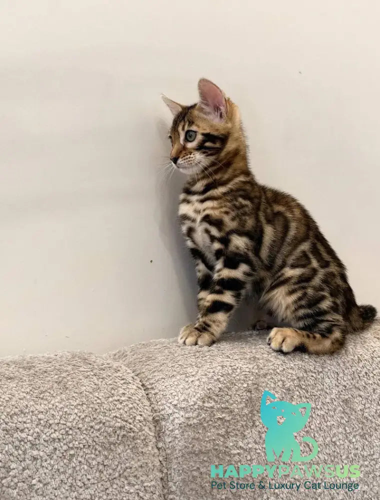 Blake Bengal male black spotted tabby - live animals
