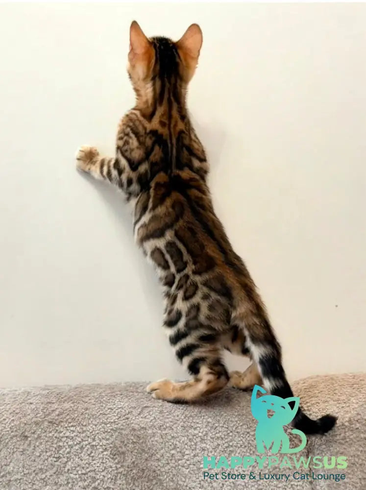 Blake Bengal male black spotted tabby - live animals