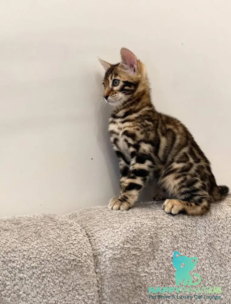 Blake Bengal male black spotted tabby - live animals