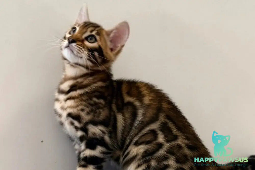 Blake Bengal male black spotted tabby - live animals