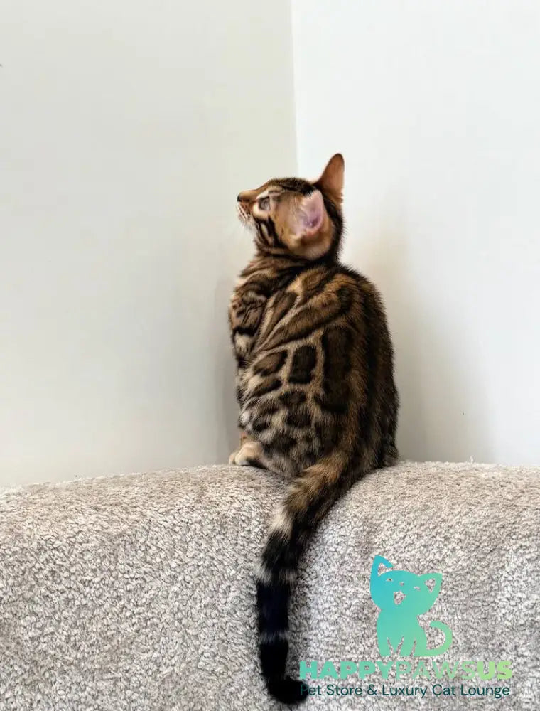 Blake Bengal male black spotted tabby - live animals