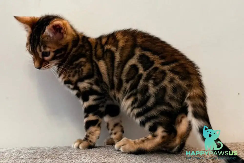 Blake Bengal male black spotted tabby - live animals