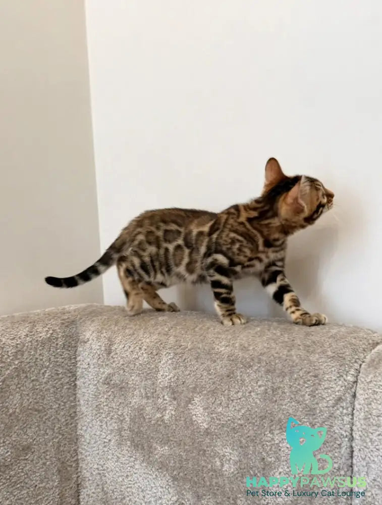 Blake Bengal male black spotted tabby - live animals