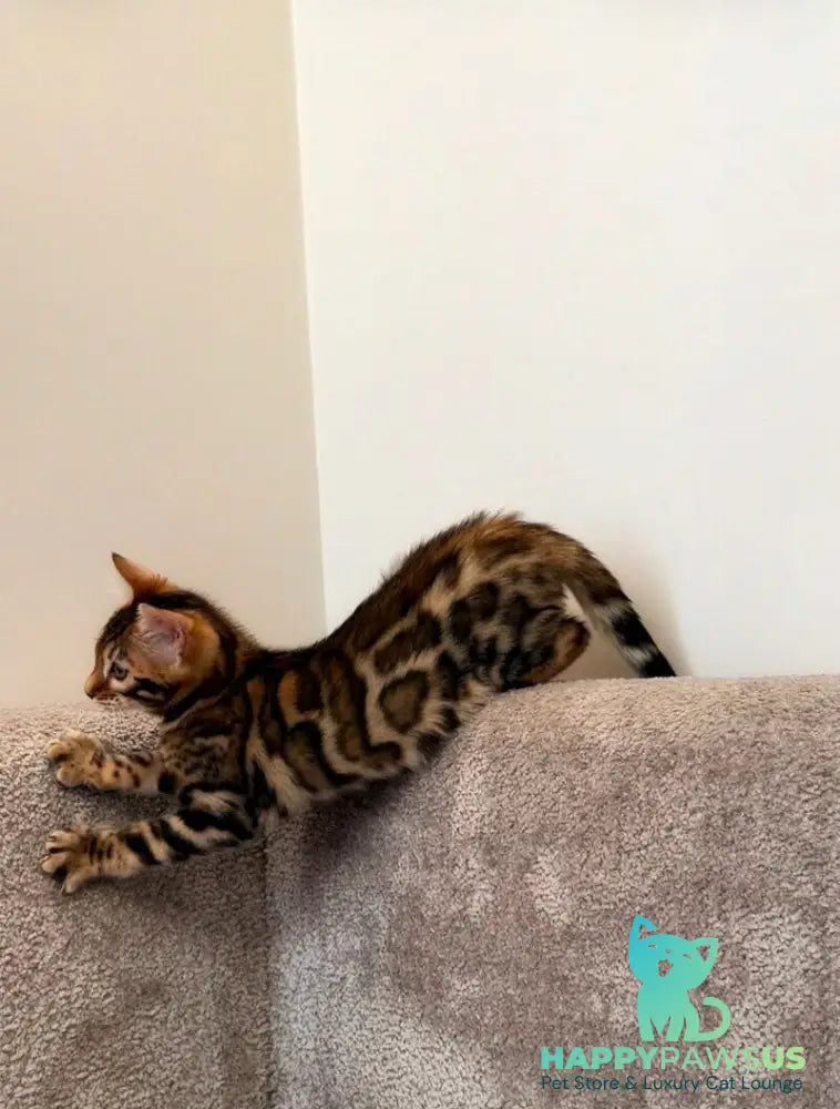 Blake Bengal male black spotted tabby - live animals
