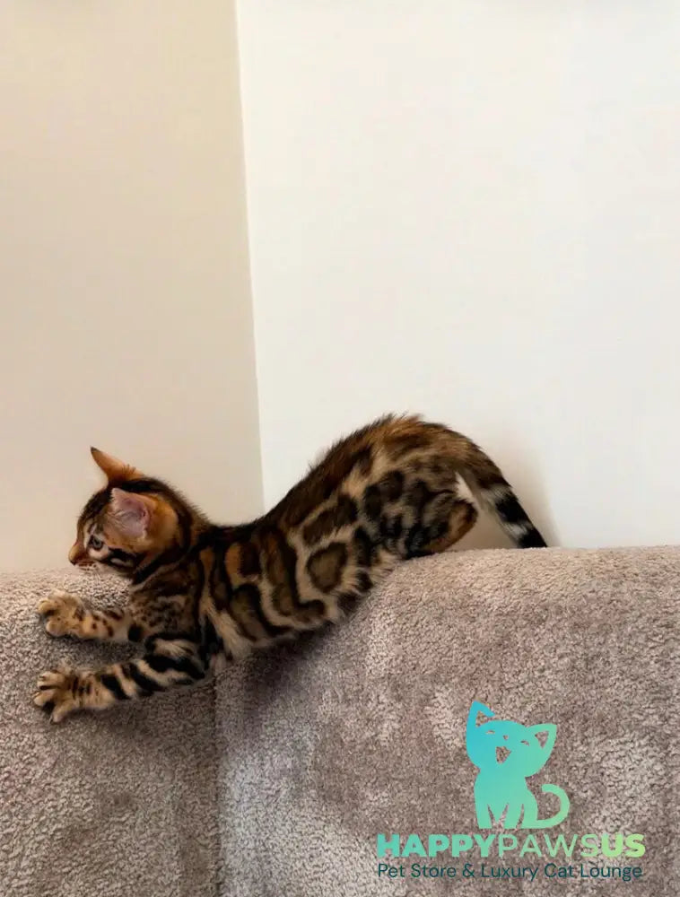Blake Bengal male black spotted tabby - live animals