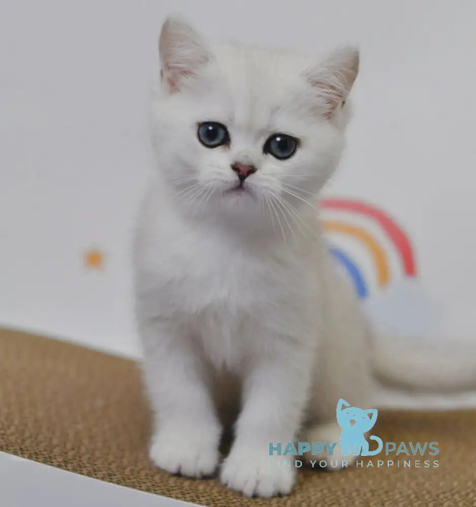 Blanca British Shorthair female black silver shaded live animals