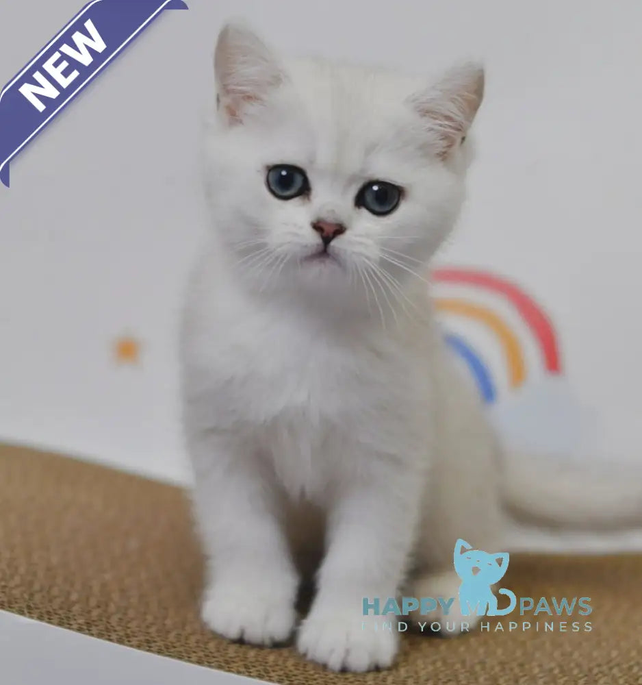 Blanca British Shorthair female black silver shaded live animals