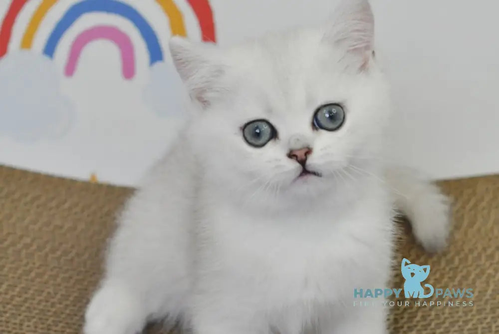 Blanca British Shorthair female black silver shaded live animals