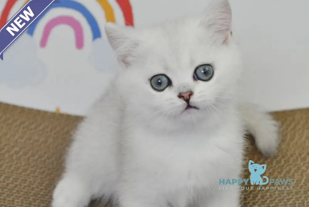 Blanca British Shorthair female black silver shaded live animals