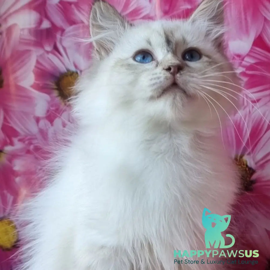 Blanka Siberian female black tabby pointed - live animals