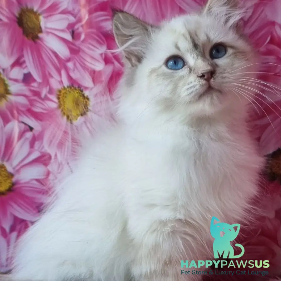 Blanka Siberian female black tabby pointed - live animals