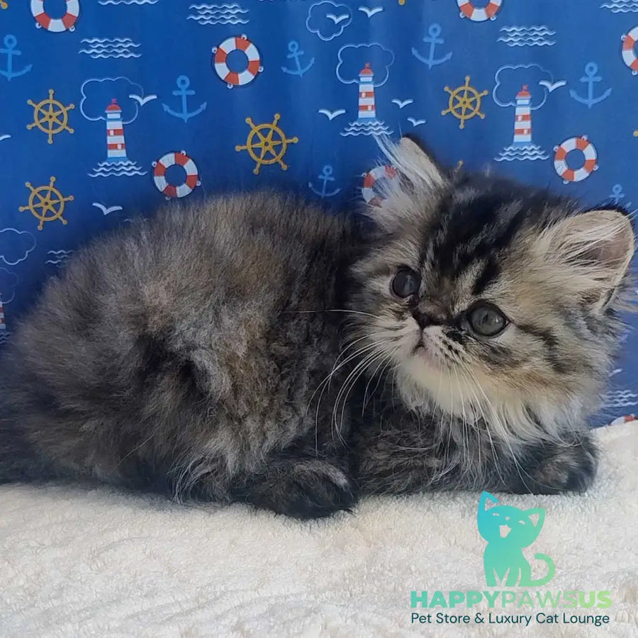 Bless Persian female black tortie - live animals