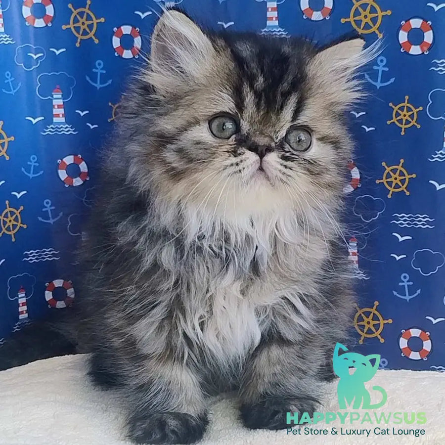 Bless Persian female black tortie - live animals