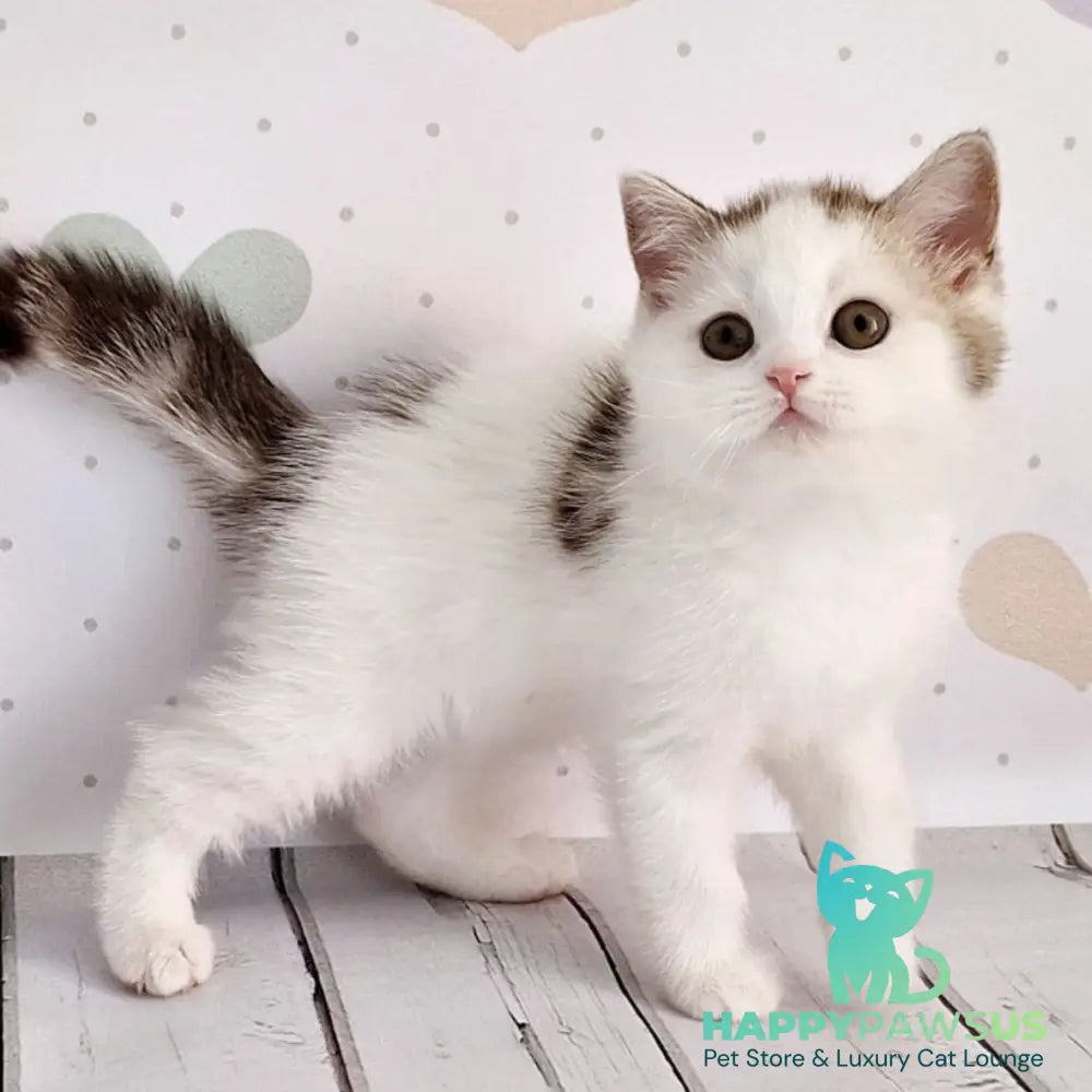 Blondy Scottish Straight male chocolate silver tabby harlequin - live animals