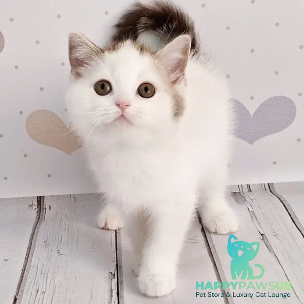 Blondy Scottish Straight male chocolate silver tabby harlequin - live animals