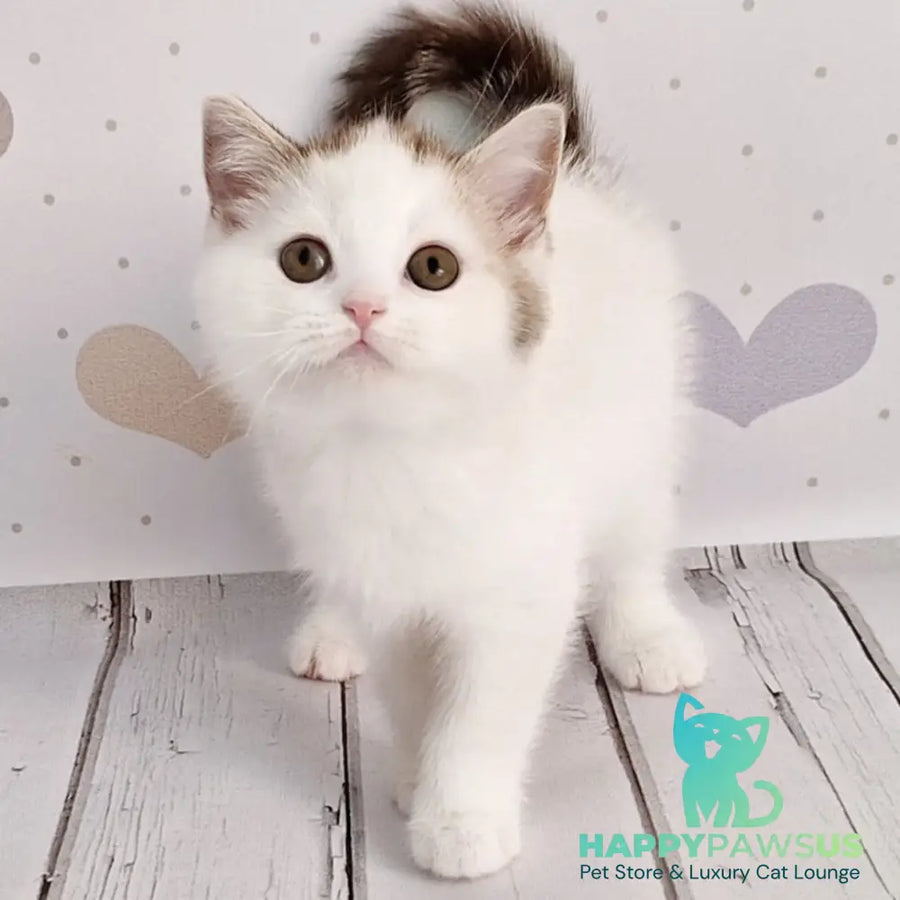 Blondy Scottish Straight male chocolate silver tabby harlequin - live animals