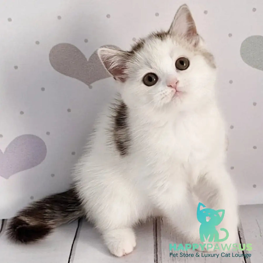 Blondy Scottish Straight male chocolate silver tabby harlequin - live animals