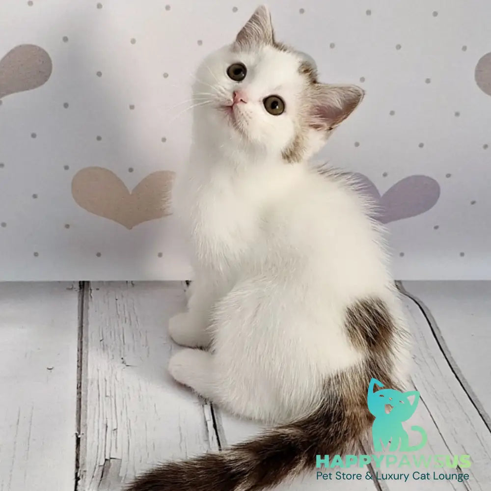 Blondy Scottish Straight male chocolate silver tabby harlequin - live animals