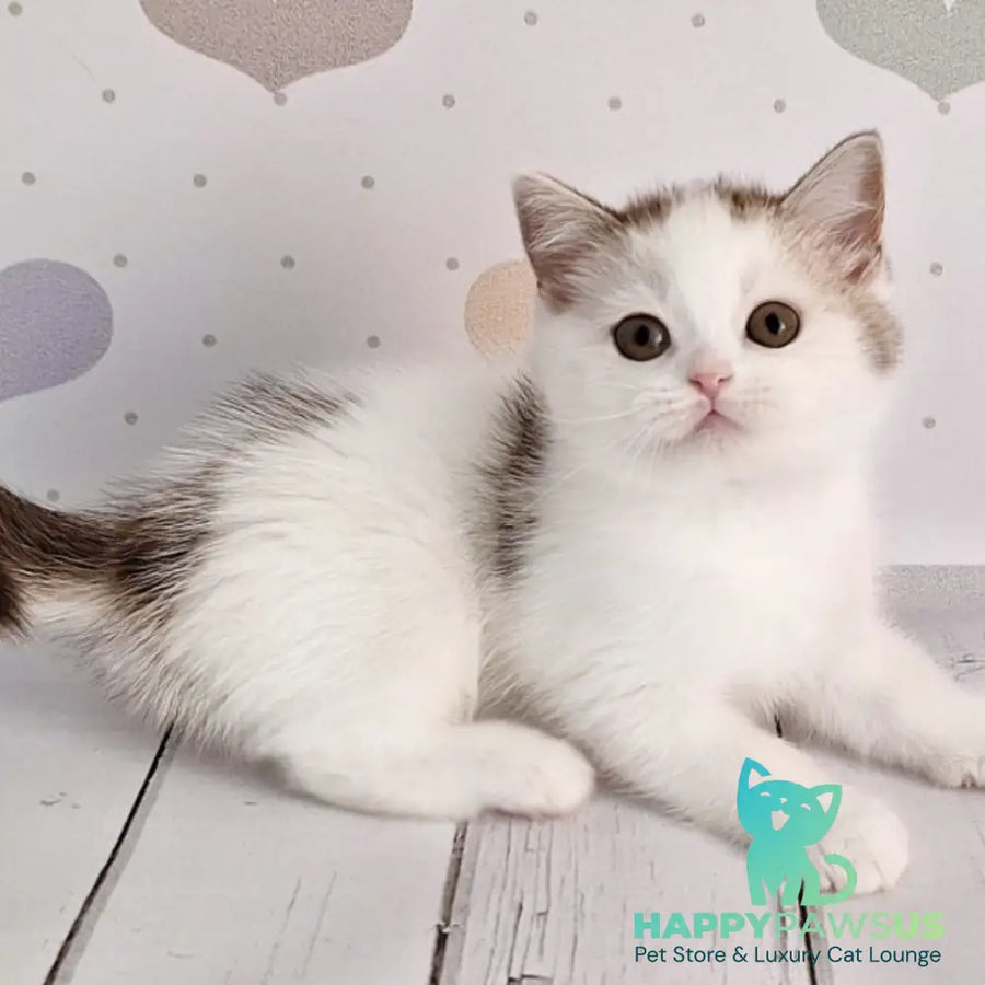 Blondy Scottish Straight male chocolate silver tabby harlequin - live animals