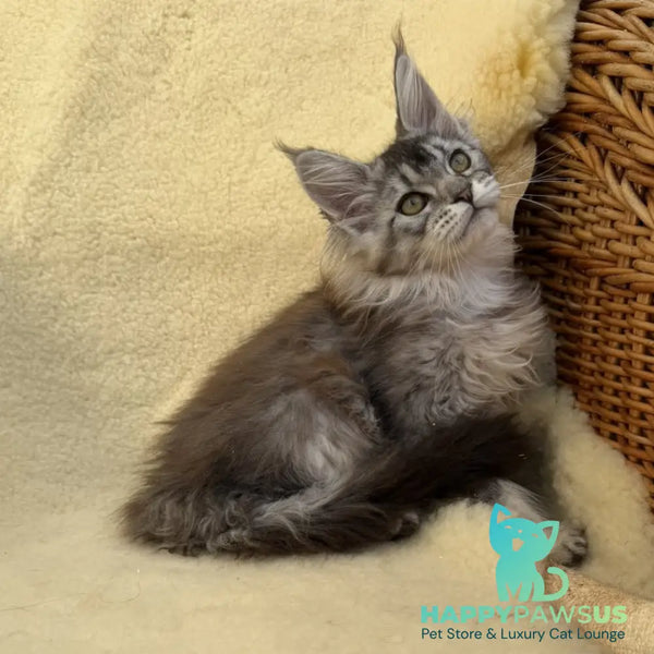 Blossom Maine Coon female black silver tabby - live animals