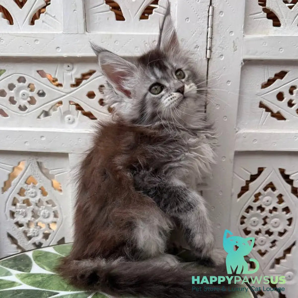 Blossom Maine Coon female black silver tabby - live animals
