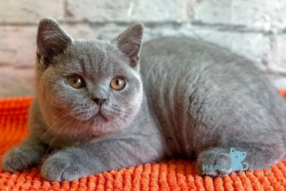 Blue Bear British Shorthair male blue - live animals