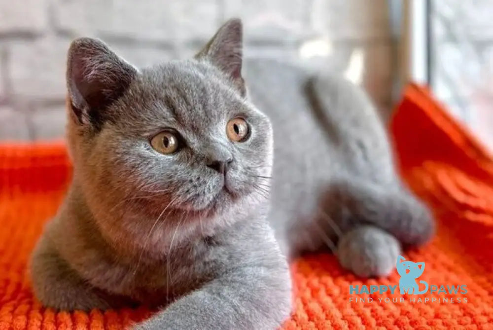 Blue Bear British Shorthair male blue - live animals