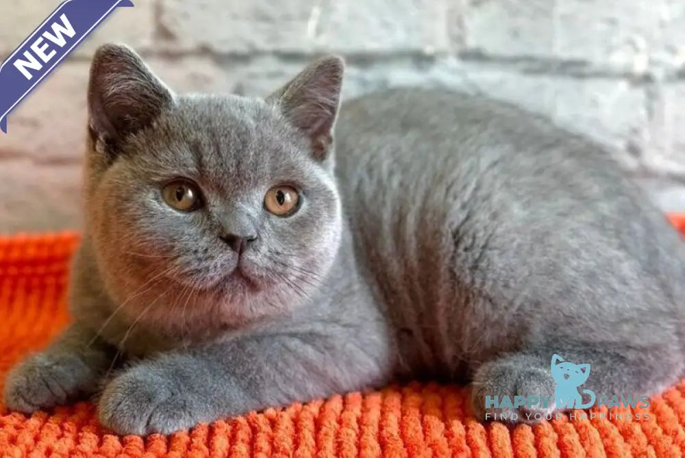 Blue Bear British Shorthair male blue - live animals