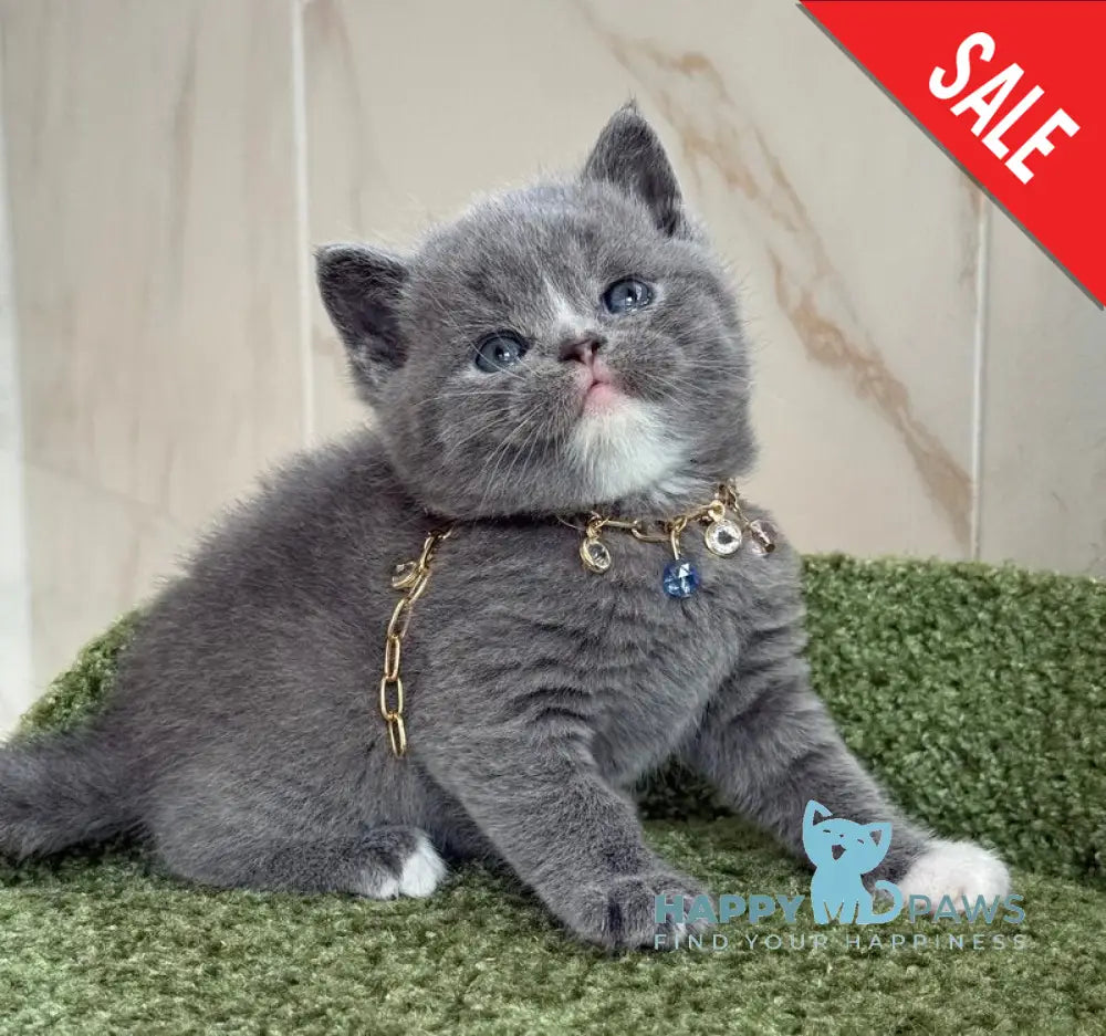 Blue British Shorthair male blue with white live animals